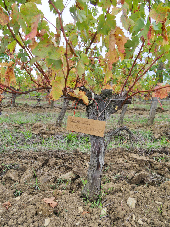 Виноградник на урожай